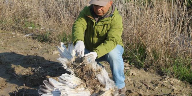 Yunanistan’ın Seferber Olduğu Tepeli Pelikan Söke Ovası’nda Ölü Bulundu