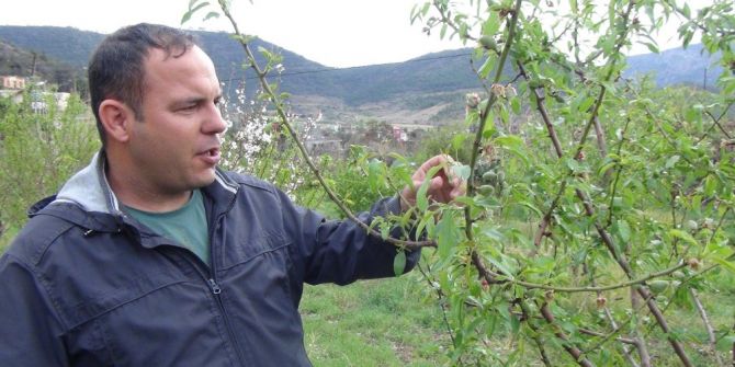Yılın İlk Çağla Hasadı Silifke’de Yapıldı