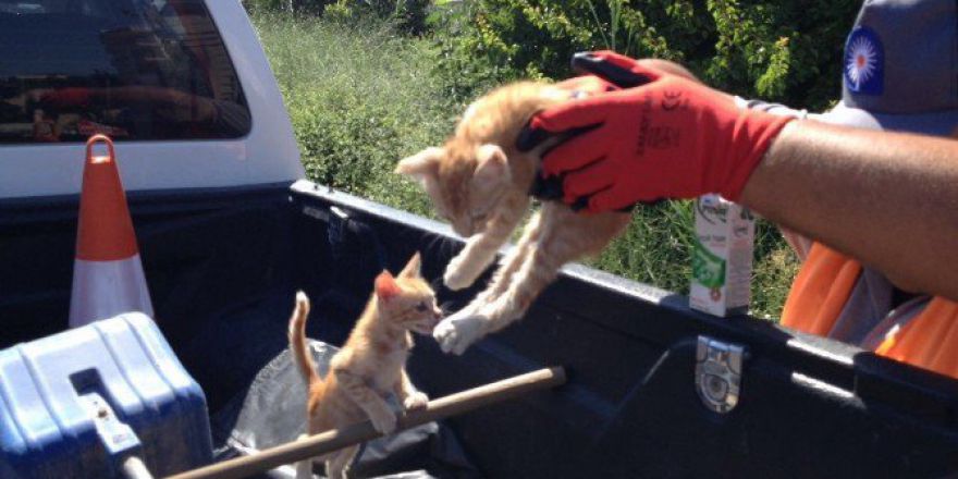 Demre’de Kediler Çuvala Konularak Kanala Atıldı