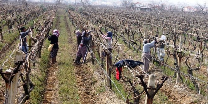 Sarıgöl’ün Üzüm Bağlarında Hummalı Çalışma