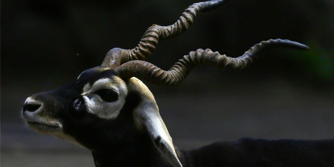 Kostarika’da, Kafeslerdeki Yaban Hayvanları Doğaya Salındı