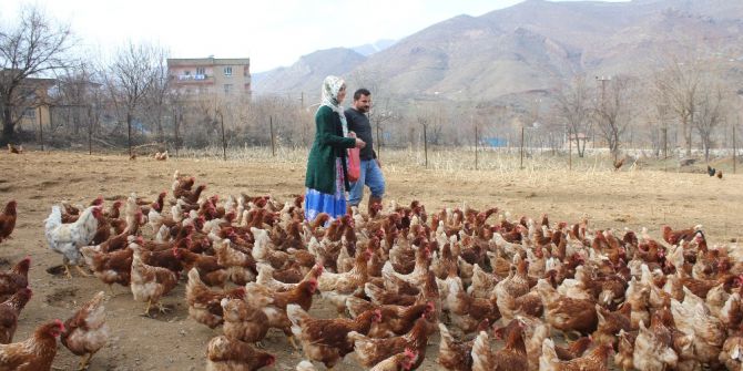 Atanamayan Eşine Destek Olmak İçin Tavuk Çiftliği Kurdu