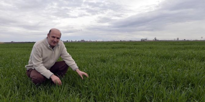 Yağmur, Buğday Ve Mısır Üreticisini Güldürdü