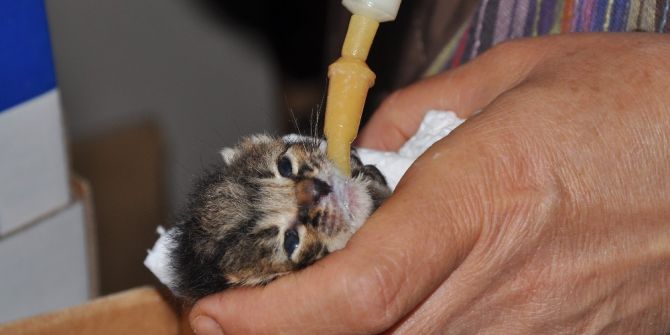 Yeni Doğmuş Kedileri Cami Avlusuna Terk Ettiler