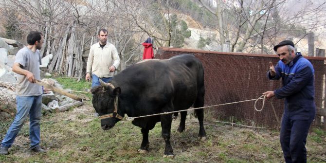Artvin’de Boğalar, Güreşe Nallanarak Hazırlanıyor