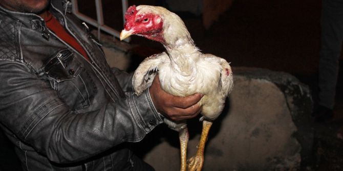 Polis, Horozcular Derneğine Yaptığı Baskında Şok Eden Manzara İle Karşılaştı