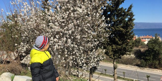 Güneşi Gören Ağaçlar Çiçek Açtı