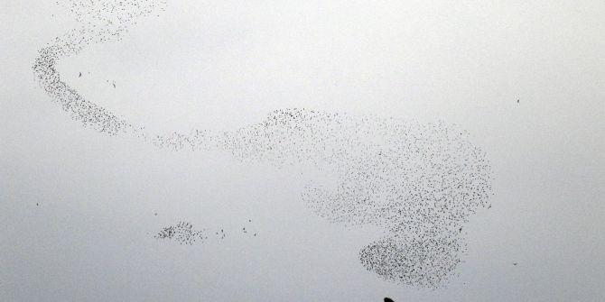Kuşlardan Gökyüzünde Görsel Şölen