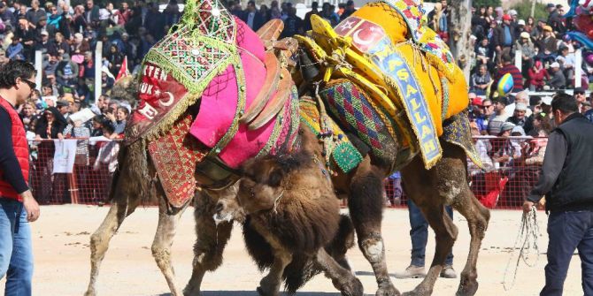 Bayraklı’da Deve Güreşleri Coşkusu