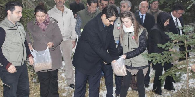 Daday’da Yaban Hayatı Yemlendi