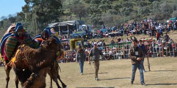 Köşk Deve Güreşleri Şenlik Havasında Gerçekleşti