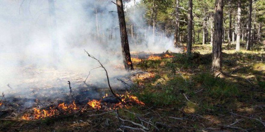 Bozüyük’te Orman Yangını
