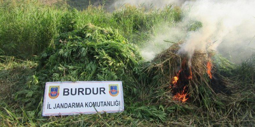 Bucak’ta 6 Bin Kök Kenevir Ele Geçirildi
