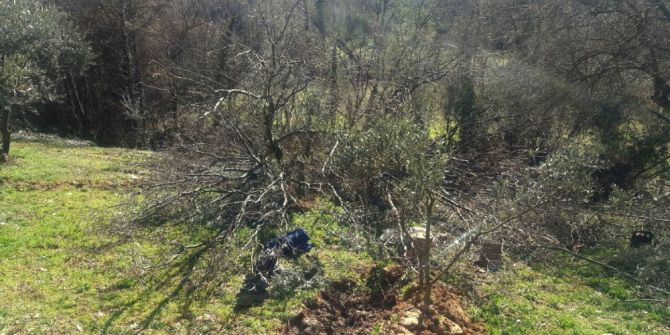 Kestiği Ağacın Altında Kaldı