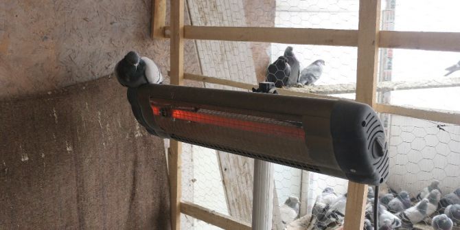 Güvercinleri Elektrikli Isıtıcıyla Soğuktan Koruyor