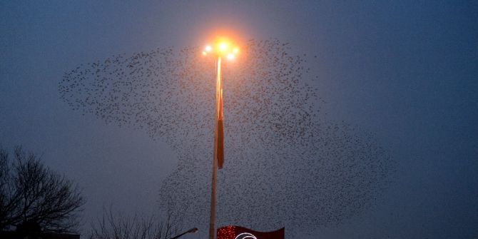 Sığırcıkların Gün Batımındaki Etkileyici Dansı