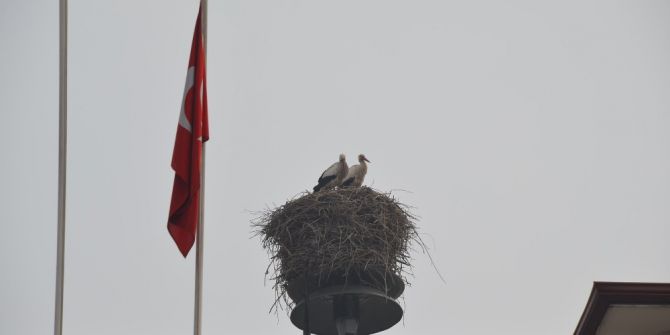 Leylekler Iğdır’a Gelmeye Başladı