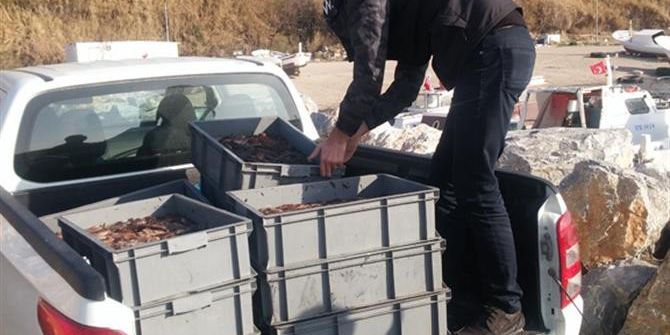 Kaçak Olarak Avlanan 350 Kilo Denizhıyarı Yakalandı