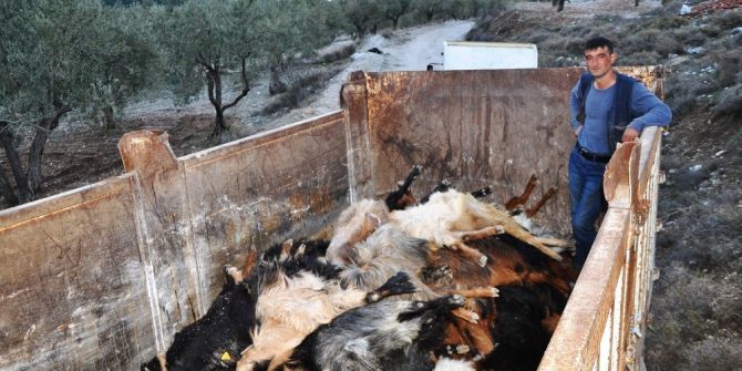 Gübre Yiyen Onlarca Keçi Telef Oldu
