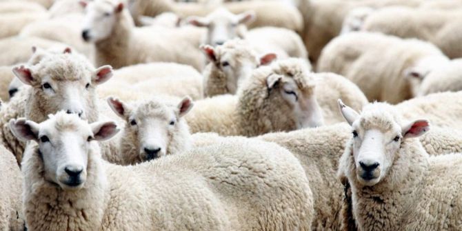 Aydın’da 16 Çiftçiye 640 Koyun Dağıtıldı