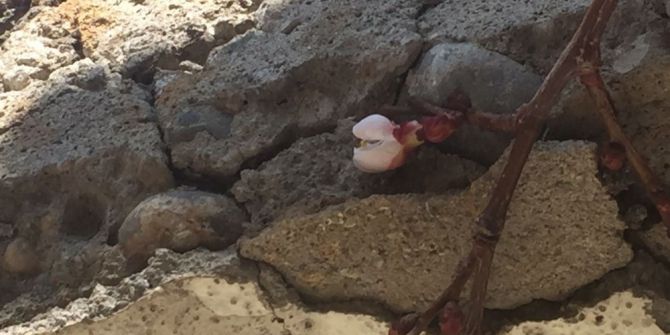 Kayısı Çiçek Açtı