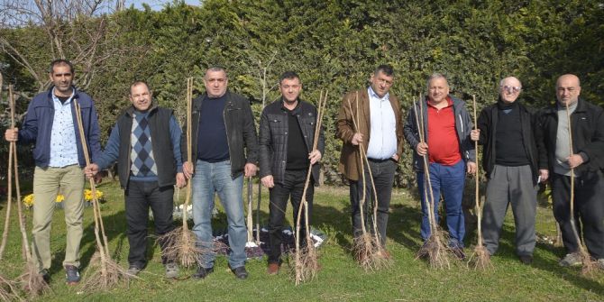 Körfez’de Kiraz Fidanı Dağıtımına Başlandı