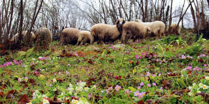 Fındık Bahçeleri Rengarenk