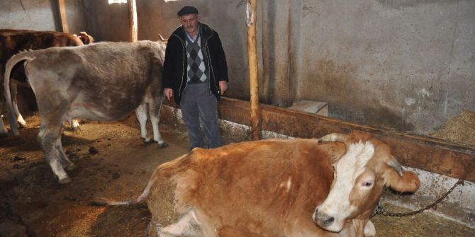 Erzincan’da Dünyaya Gelen Çift Başlı, 8 Bacaklı Buzağı Görenleri Şaşırttı