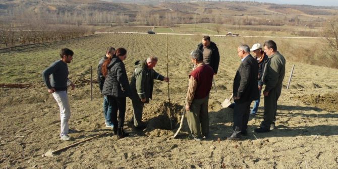 Orman İşletme Müdürlüğünden Ceviz Dopingi