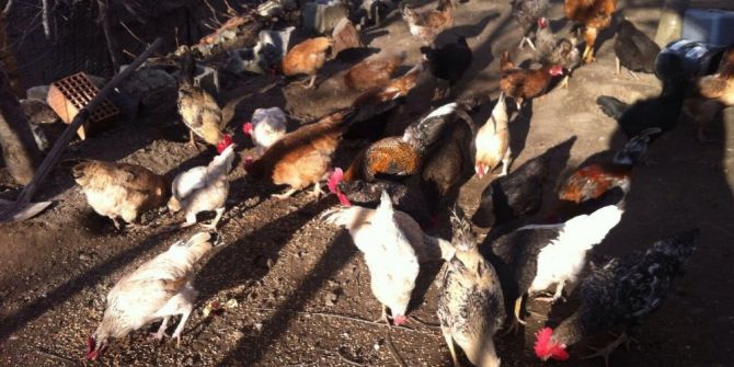 Akdağmadeni’nde Vatandaşa Kene Avcısı ’Atak’ Cinsi Tavuk Dağıtılacak