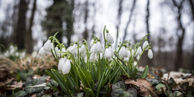 Macaristan’da Kardelen Çiçekleri Açtı