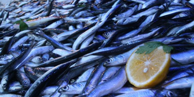 Hamsi Avında Düşüş