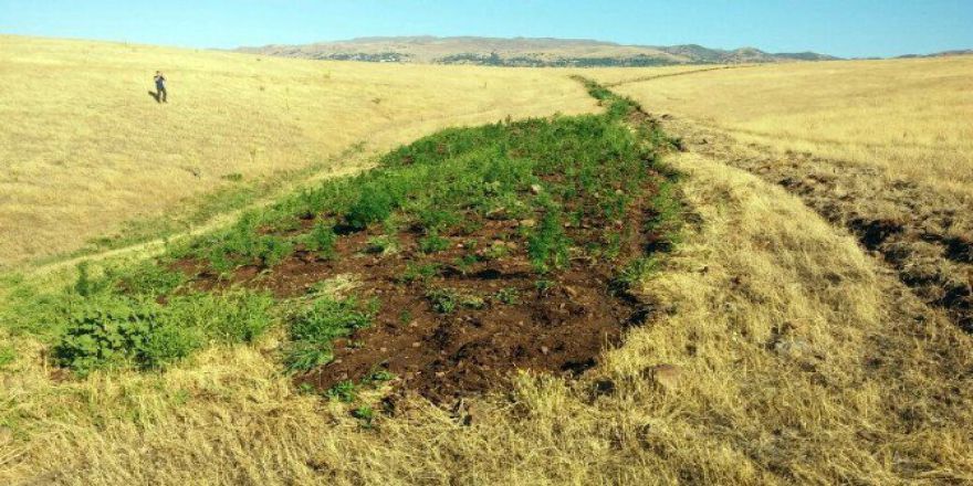 Bingöl’de Uyuşturucu Operasyonu