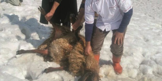 Başbakan İçin Kurban Kesildi