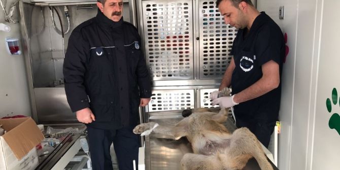 Edremit’te Sokak Köpeklerini Kısırlaştırma Çalışması