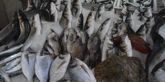 Karadeniz’de Levrek Bereketi