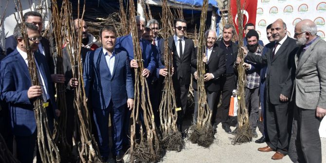Gümüşhane’de 50 Bin Ceviz Fidanının Dağıtımına Başlandı