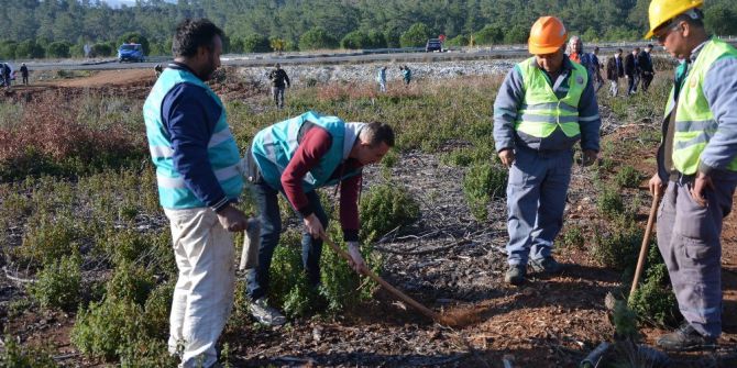 Köyceğiz’de Hükümlüler Fidanları Toprakla Buluşturdu