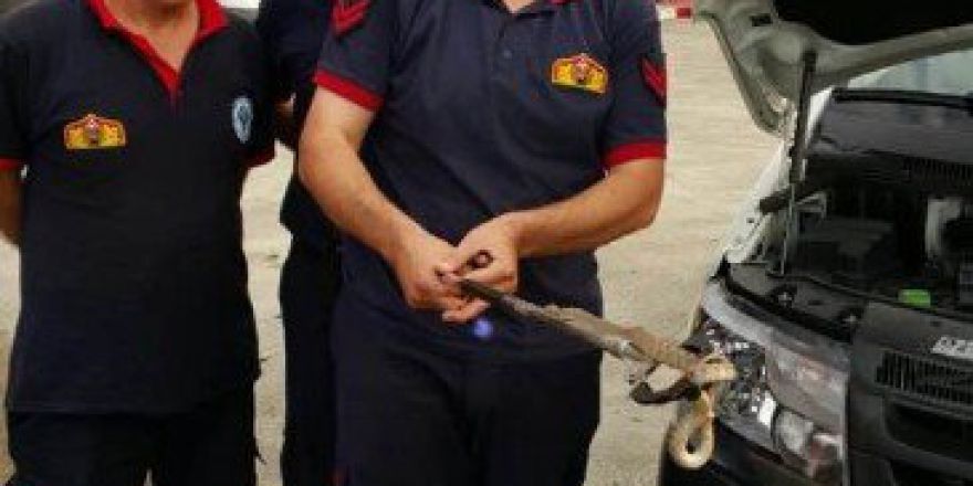 Aracın Motorundan Yılan Çıktı