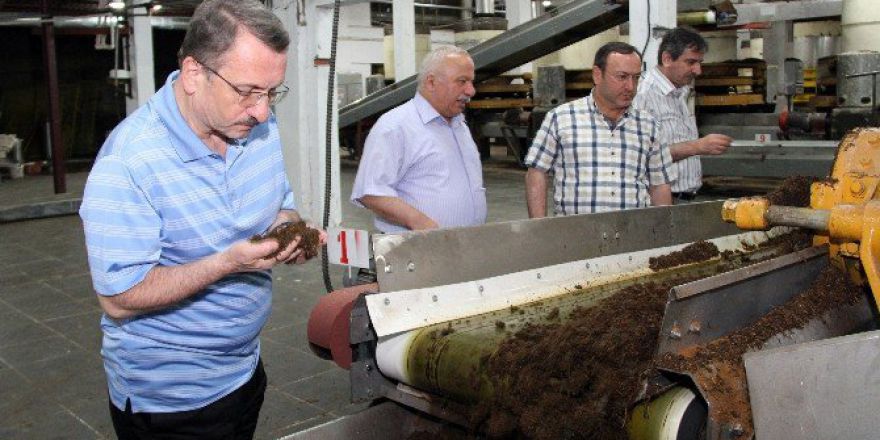 Çay Fabrikaları Tam Kapasite Çalışıyor