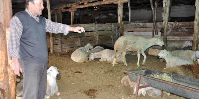 (Düzeltme) Yozgat’taki Koyun Ölümleri