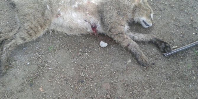 Sökeli Çiftçi Evinde Vaşak Saldırısına Uğradı