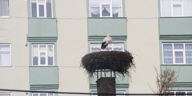 Baharın Habercisi Leylekler Ardahan’a Geldi