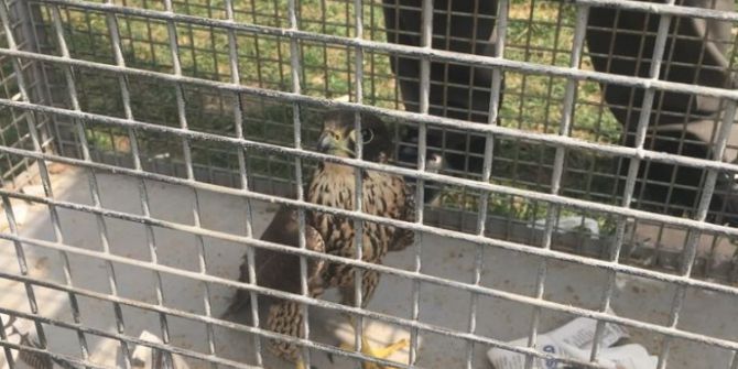 Yırtıcı Kuşu İnternet Üzerinden Satmak İsterken Yakalandı