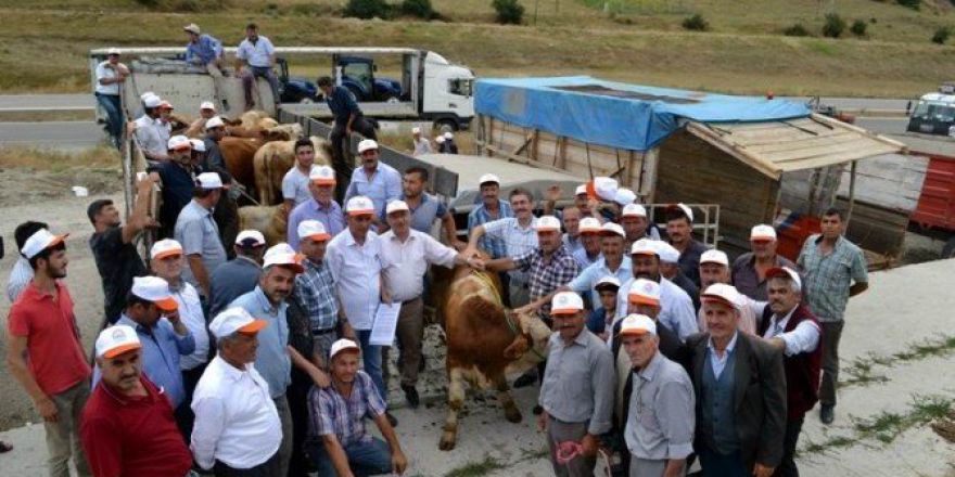 Samsun’da 42 Adet Boğa Dağıtıldı