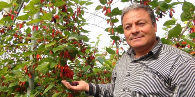 Silifke’de Yılın İlk Karadut Hasadı Başladı