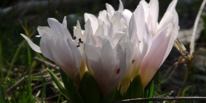 Beytüşşebap’ta Kardelenler Çiçek Açtı