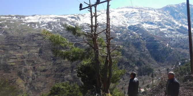 Çam Ağacı Elektrik Direği Oldu