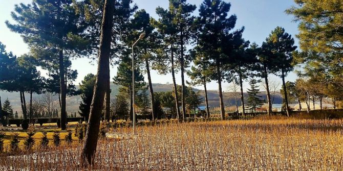 Zonguldak’ta 100 Bin Adet Fındık Toprakla Buluşmaya Hazır