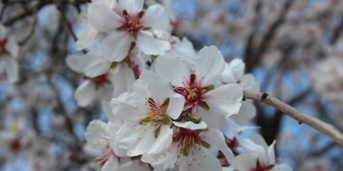 Adıyaman’da Badem Ağaçları Çiçek Açtı